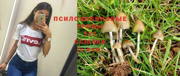 амф Ельня